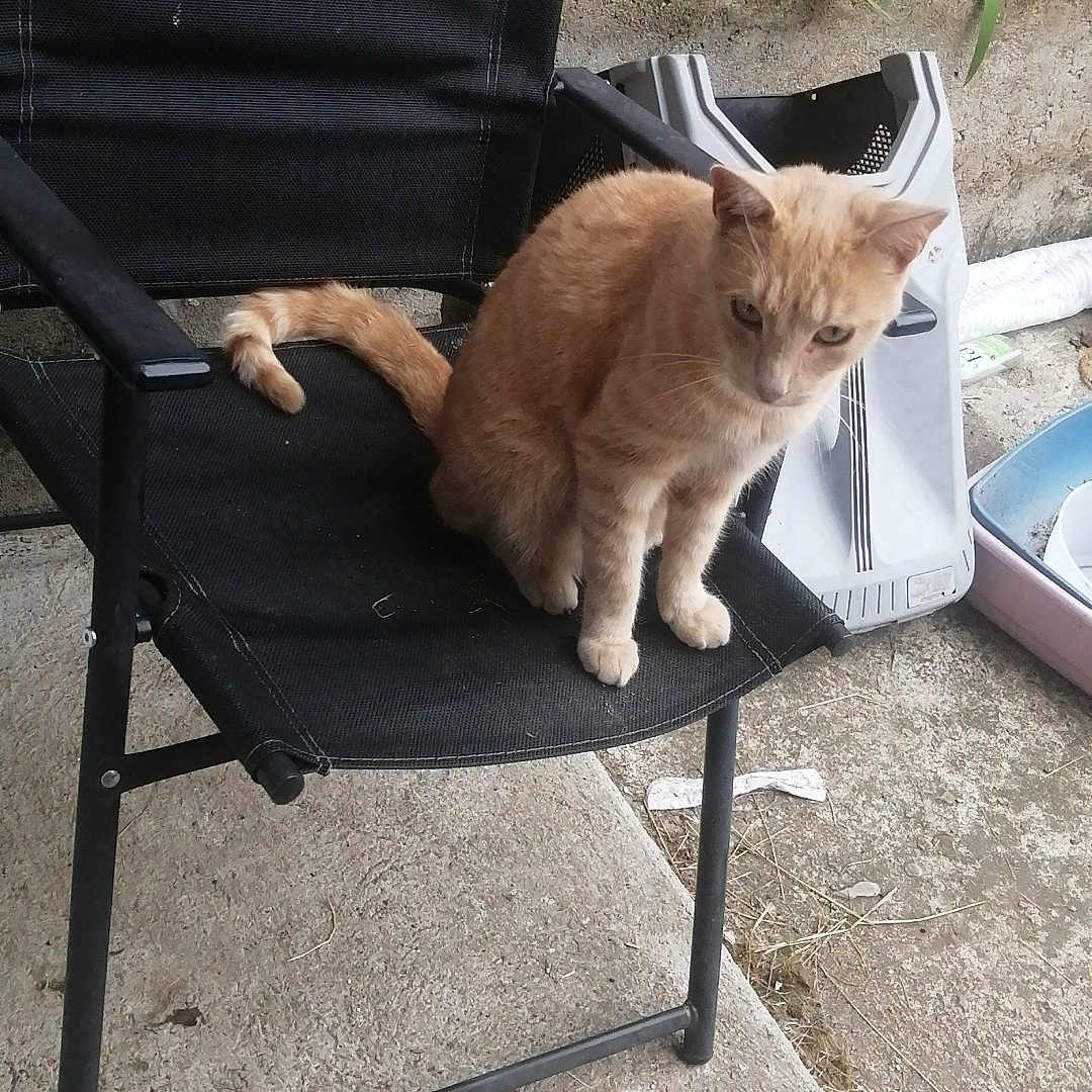 Renard a rejoint le concours — aidez-le/la à gagner de superbes lots ! alone, animal, black_chair, calm, cat, chair, concrete, curious, domestic_animal, feline, garden, ginger_cat, nature, outdoor, pet, plants, quiet, resting, side_view, sitting