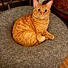 cat, ginger_cat, pet, indoor, cozy, cushion, gray, fur, wide_eyes, curled_up, wooden_floor, brick_wall, furniture, whiskers, ears, tail, relaxed, alert, animal, domestic