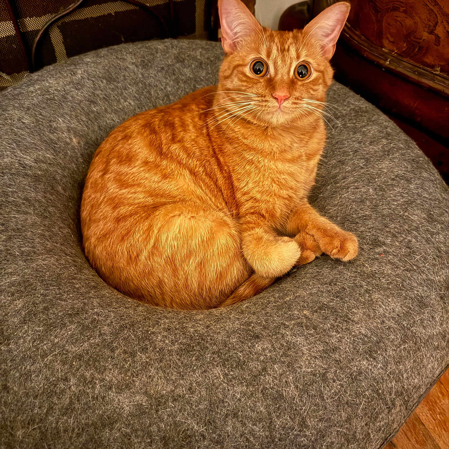 Lola is registered to the contest to win money with this photo: cat, ginger_cat, pet, indoor, cozy, cushion, gray, fur, wide_eyes, curled_up, wooden_floor, brick_wall, furniture, whiskers, ears, tail, relaxed, alert, animal, domestic