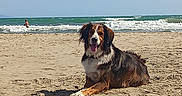 Lelou participe au concours pour gagner de l'argent avec cette photo : animal, beach, canine, dog, happy, lying_down, nature, ocean, outdoor, pet, relaxing, sand, sea, shore, sky, summer, sunny, tongue_out, water, waves