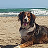 animal, beach, canine, dog, happy, lying_down, nature, ocean, outdoor, pet, relaxing, sand, sea, shore, sky, summer, sunny, tongue_out, water, waves