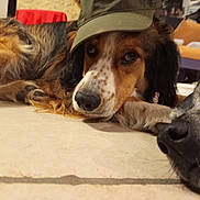 Lelou participe au concours pour gagner de l'argent avec cette photo : animal, black_dog, brown_dog, cap, close_up, companion, cute, dog, ears, face, floor, fur, household, indoor, looking, lying_down, pet, relaxed, snout, two_dogs