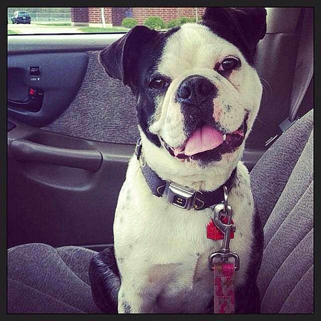 Toby