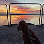 Billie a rejoint le concours — aidez-le/la à gagner de superbes lots ! dog, sunset, water, leash, concrete, railing, sky, clouds, reflection, outdoor, nature, calm, silhouette, pet, evening, landscape, animal, peaceful, coast, scenic