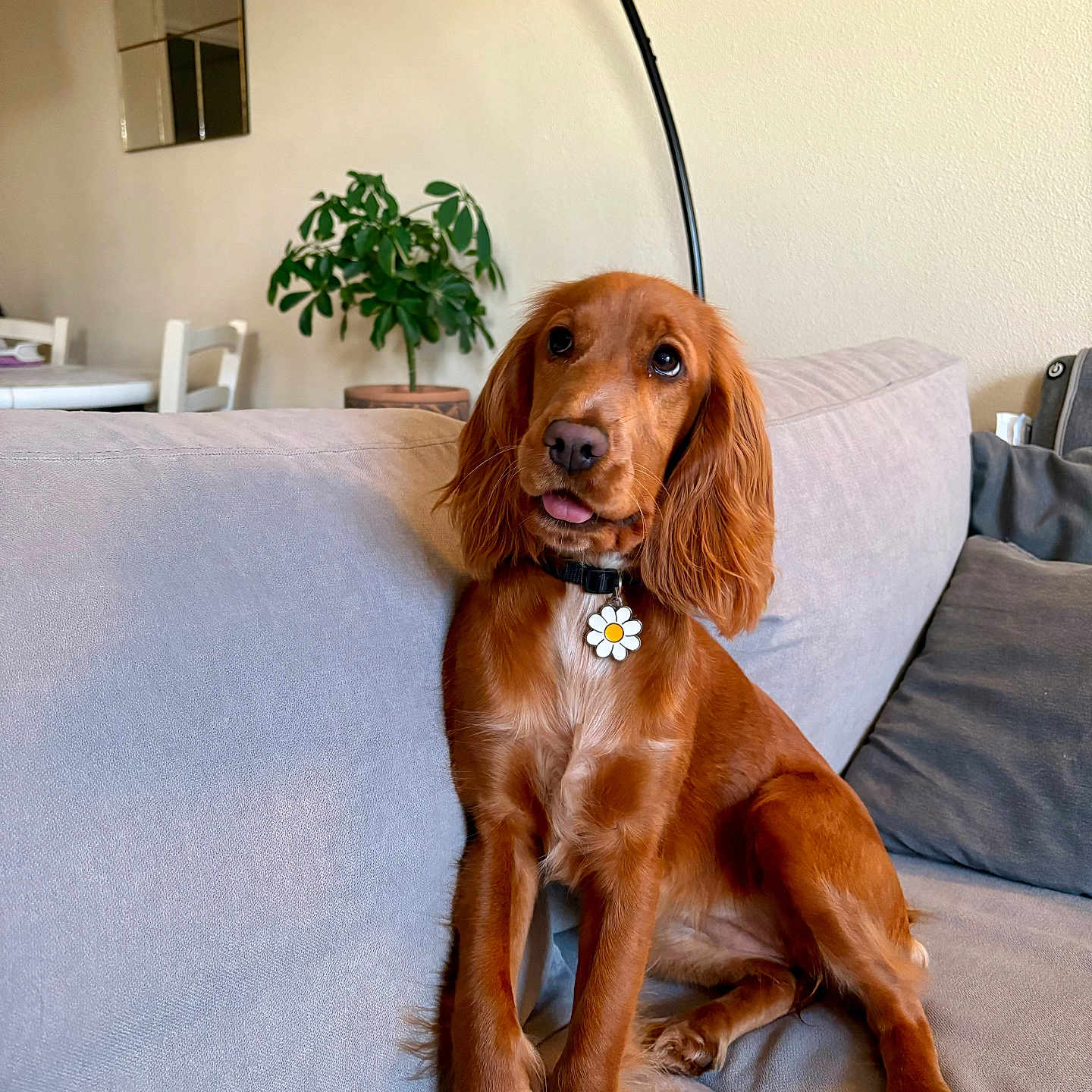 Billie a rejoint le concours — aidez-le/la à gagner de superbes lots ! brown_dog, canine, collar, couch, cute, decor, dog, domestic_animal, fur, furniture, home, houseplant, indoor, living_room, mirror, pet, plant, relaxed, sitting, tongue_out