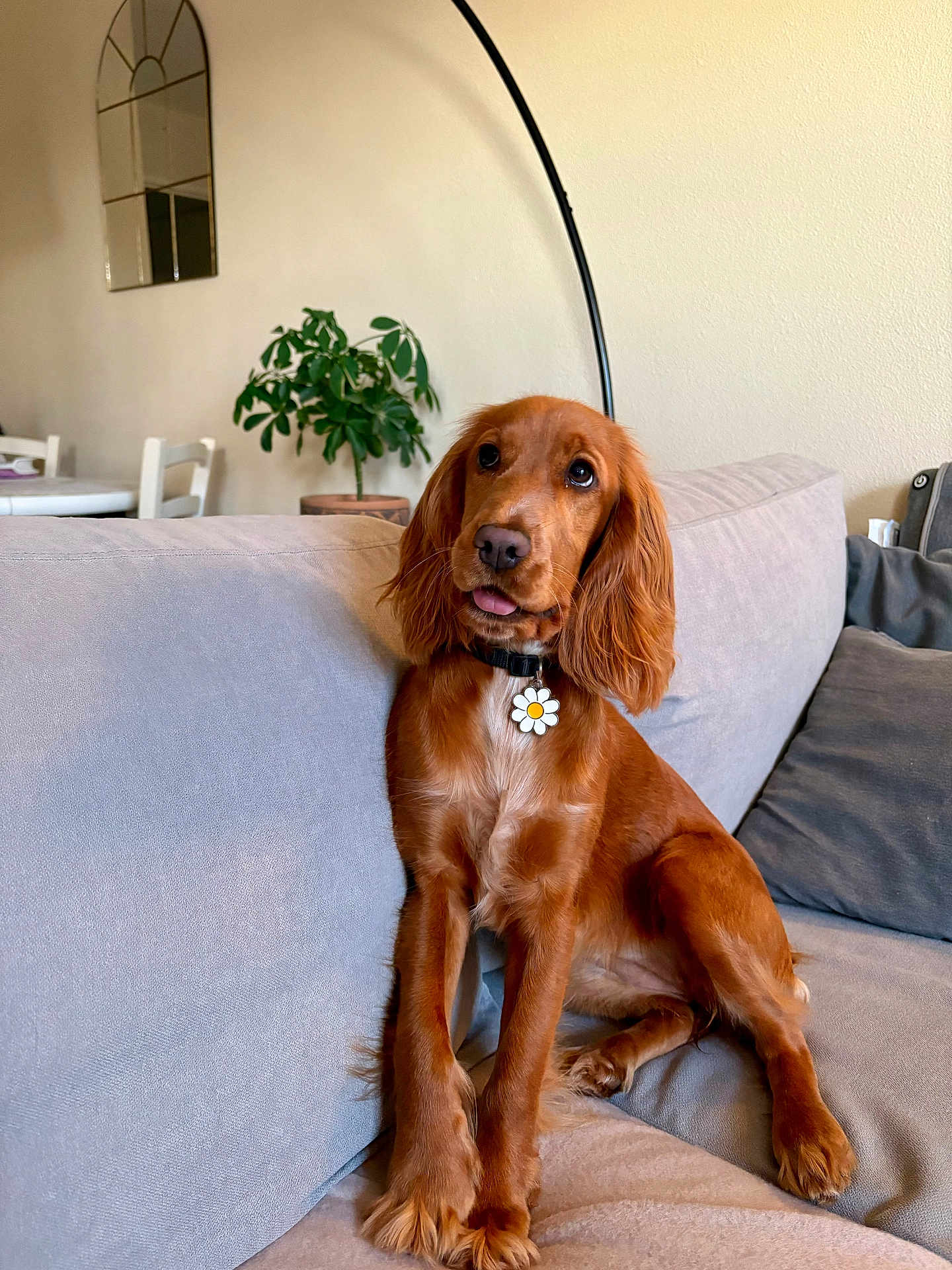 Billie a rejoint le concours — aidez-le/la à gagner de superbes lots ! dog, pet, couch, indoor, plant, mirror, living_room, furniture, canine, collar, tongue_out, brown_dog, cute, sitting, domestic_animal, houseplant, relaxed, home, decor, fur