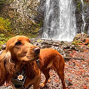 Billie participe au concours pour gagner de l'argent avec cette photo : dog, golden_brown, waterfall, rocks, autumn_leaves, harness, daisy_tag, wet_ground, outdoor, nature, forest, stream, moss, fall, canine, animal, fur, portrait, landscape, scenic
