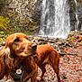 dog, golden_brown, waterfall, rocks, autumn_leaves, harness, daisy_tag, wet_ground, outdoor, nature, forest, stream, moss, fall, canine, animal, fur, portrait, landscape, scenic