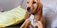 Billie a rejoint le concours — aidez-le/la à gagner de superbes lots ! puppy, dog, golden, cocker_spaniel, couch, leather, indoor, pet, collar, tag, yellow_pillow, fur, ears, cute, animal, relaxing, home, portrait, young, sitting