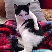 Willow Mae is registered to the contest to win money with this photo: animal, black_and_white, blanket, cat, companion, cozy, cute, domestic, feline, fur, indoor, mammal, pet, pillow, plaid, relaxing, resting, soft, tail, whiskers