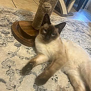 Buñuelo is registered to the contest to win money with this photo: cat, siamese_cat, scratching_post, rug, floor, tile, wooden_furniture, indoor, pet, animal, feline, relaxed, curious, home, cozy, patterned_rug, carpet, paw, ear, whiskers
