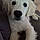 Baloo