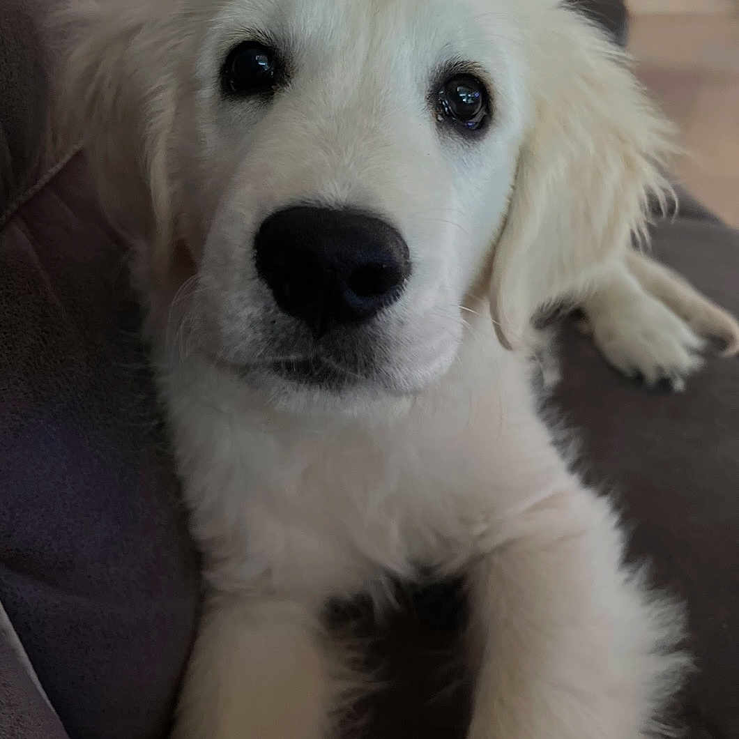 Baloo a rejoint le concours — aidez-le/la à gagner de superbes lots ! dog, puppy, golden_retriever, pet, cute, fluffy, animal, indoor, couch, fur, canine, young, closeup, face, laying, relaxed, adorable, mammal, companion, domestic