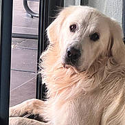 Urus a rejoint le concours — aidez-le/la à gagner de superbes lots ! dog, golden_retriever, animal, pet, fur, window, indoors, resting, light, metal_bars, floor, tile, canine, mammal, portrait, looking, cute, fluffy, companion, calm