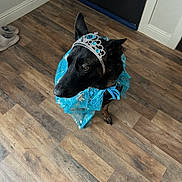 Bela joined the competition — help win amazing prizes! dog, black_dog, costume, blue_dress, tiara, indoor, wooden_floor, door, pet, animal, royal, dress_up, adorable, portrait, standing, looking_away, domestic, cute, fancy, celebration