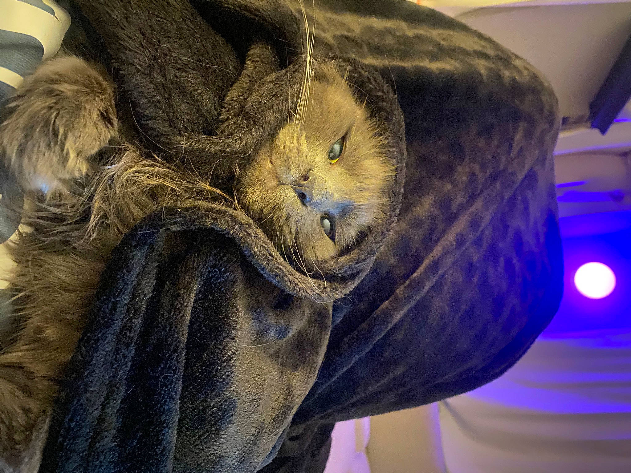 Jahsi joined the competition — help win amazing prizes! bag, comfort, denim, electric_blue, fashion_accessory, feather, fur, fur_clothing, human_leg, jacket, leather, linens, outerwear, snout, sportswear, textile, whiskers, winter, wood, wool