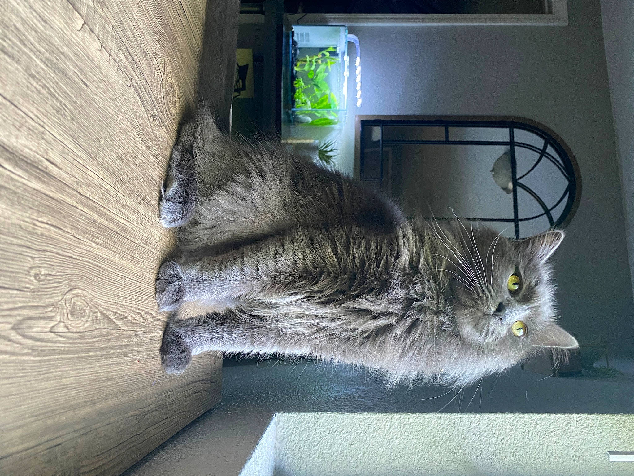 Jahsi joined the competition — help win amazing prizes! box, carnivore, cat, claw, comfort, domestic_short_haired_cat, felidae, flooring, fur, grey, nap, plant, room, small_to_medium_sized_cats, snout, tail, whiskers, window