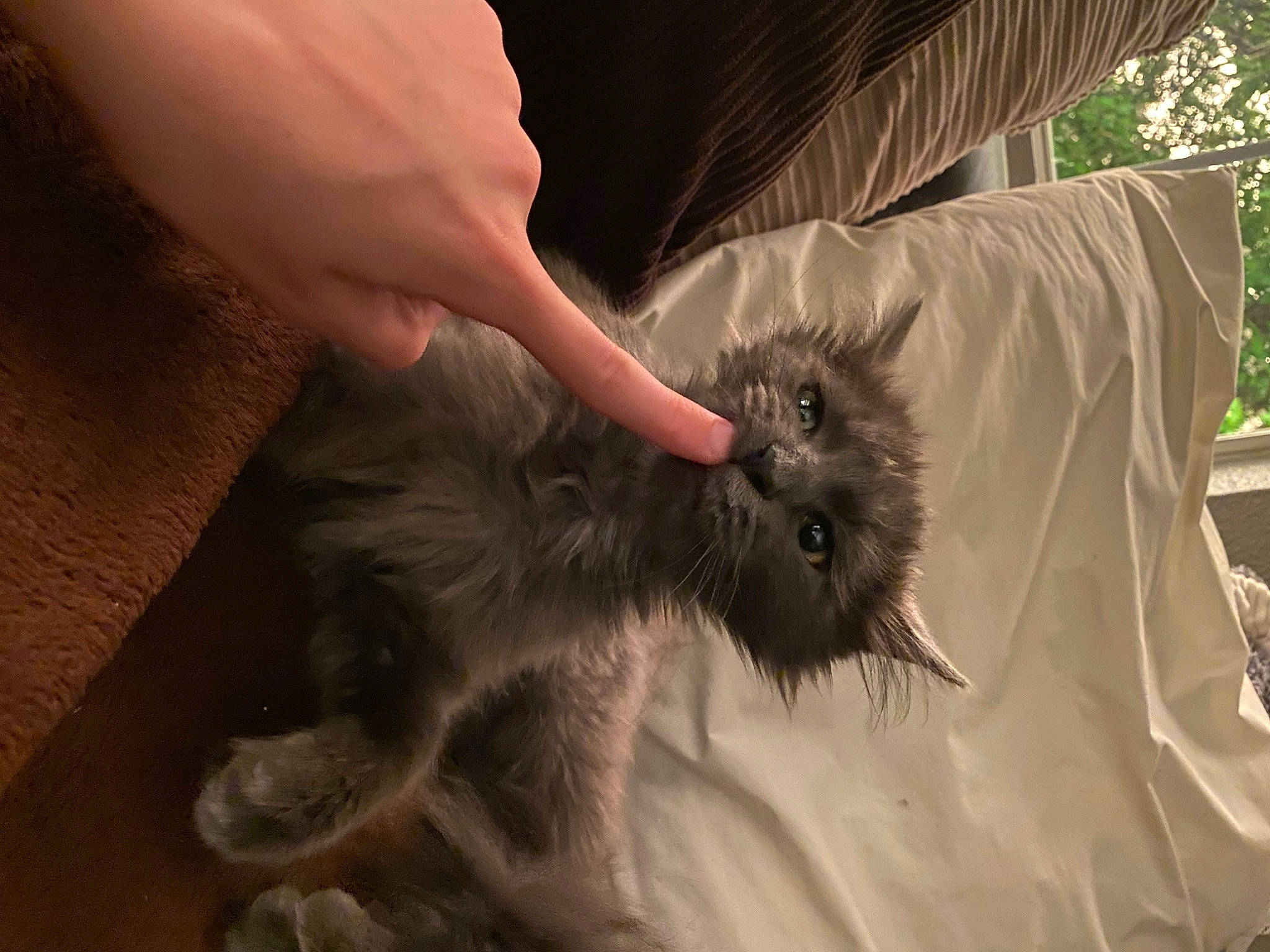 Jahsi joined the competition — help win amazing prizes! bat, claw, companion_dog, dog_breed, felidae, fur, marsupial, mustelidae, paw, rodent, tail, terrestrial_animal, whiskers, wildlife, wildlife_biologist