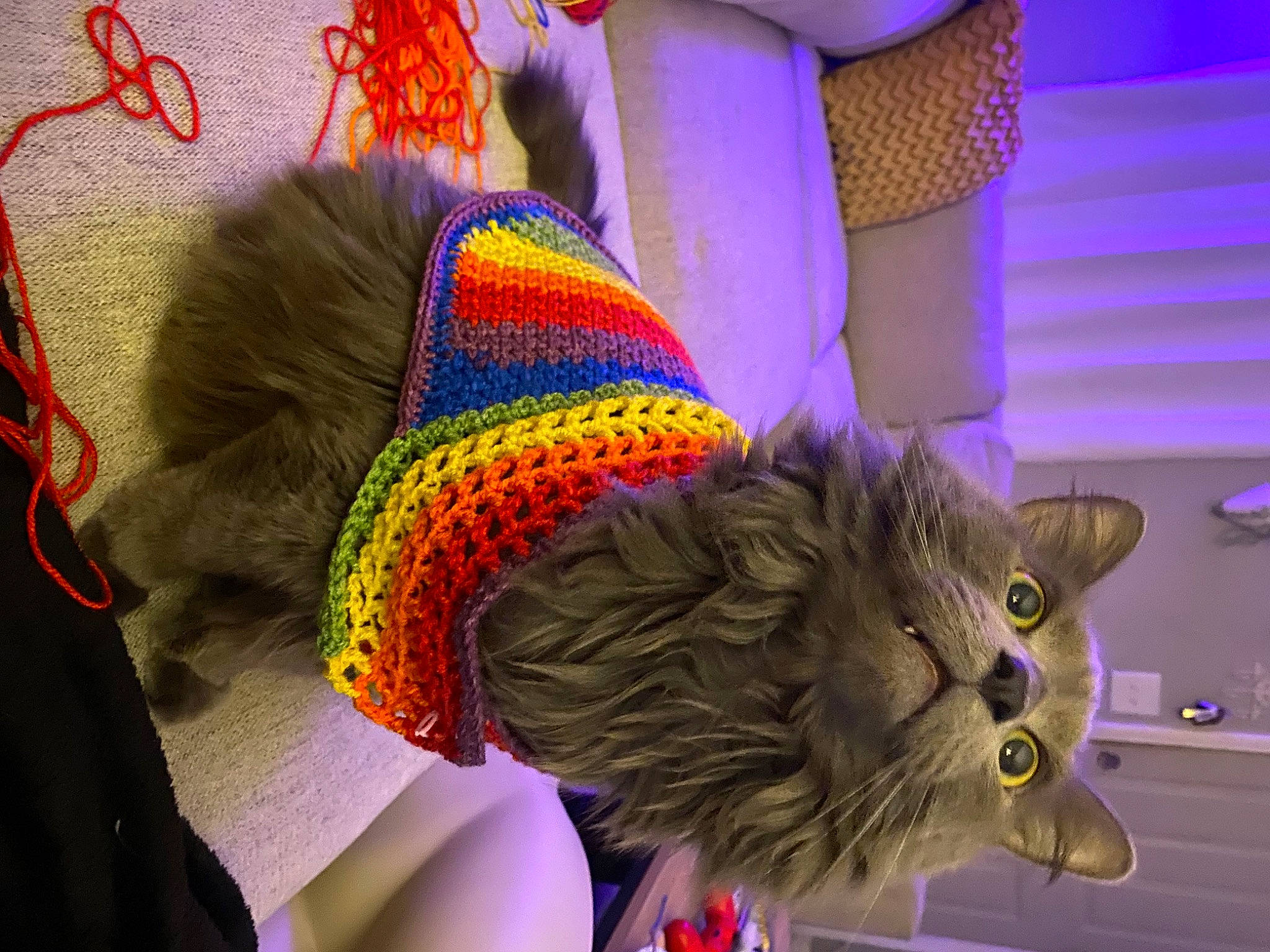 Yume is registered to the contest to win money with this photo: costume_hat, event, fashion_accessory, feather, felidae, fun, fur, hat, headgear, human_leg, magenta, pattern, purple, small_to_medium_sized_cats, tail, thread, visual_arts, whiskers, wool, woolen