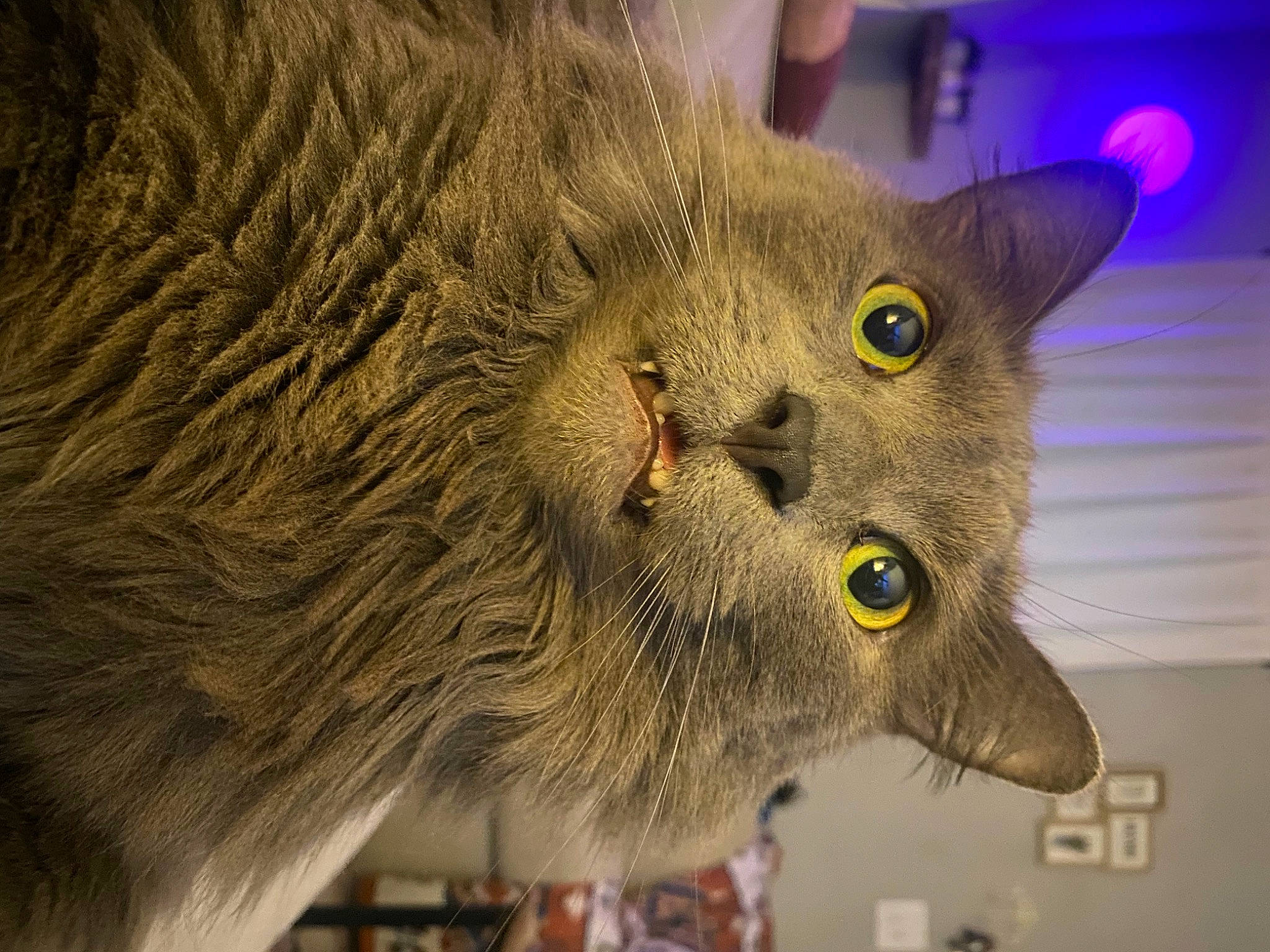 Yume joined the competition — help win amazing prizes! carnivore, cat, domestic_short_haired_cat, felidae, fur, grey, small_to_medium_sized_cats, tail, terrestrial_animal, whiskers, wildlife