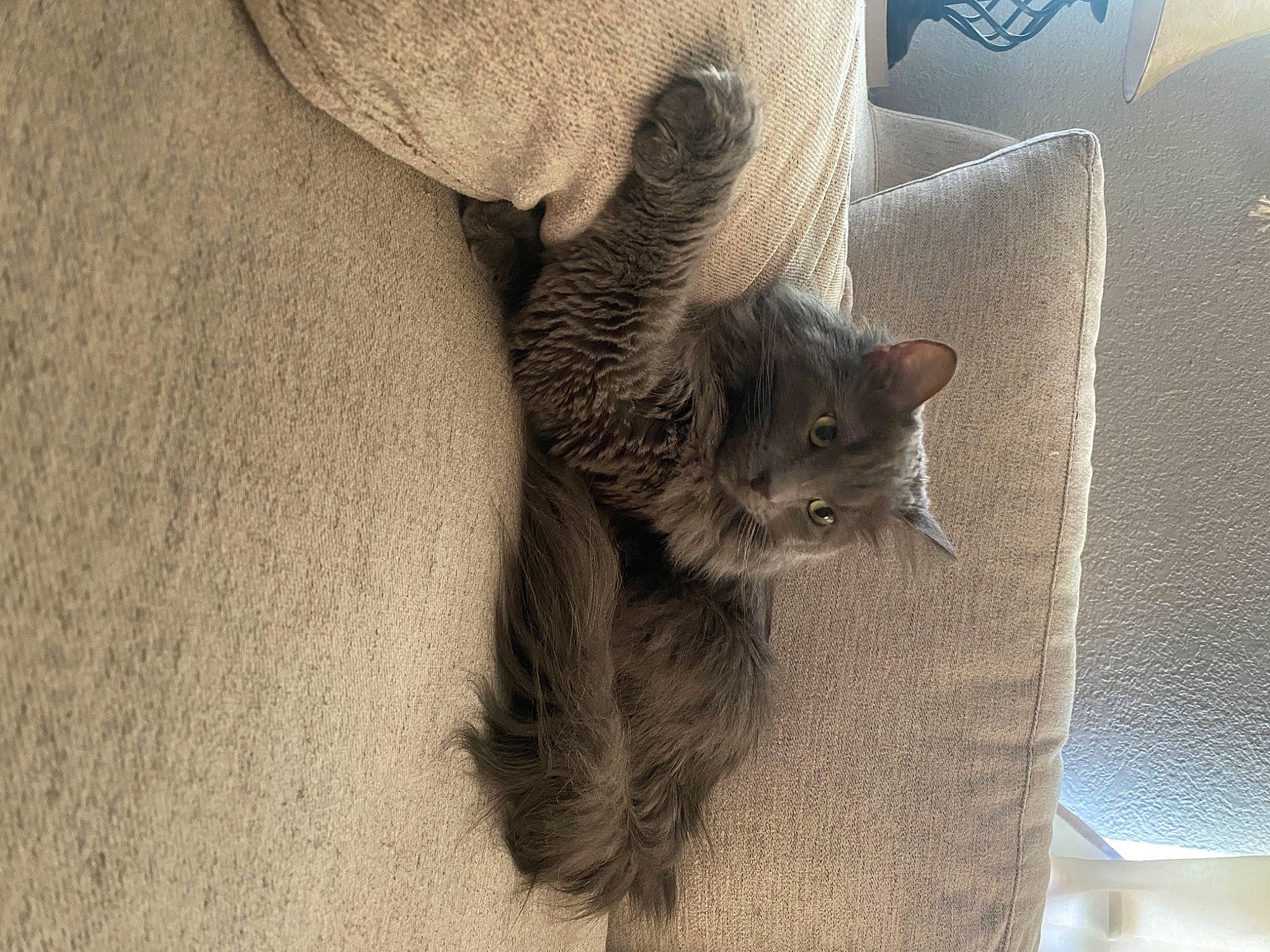 Lotti is registered to the contest to win money with this photo: carnivore, cat, cat_bed, cat_supply, claw, comfort, domestic_short_haired_cat, door, fawn, felidae, fur, grey, paw, small_to_medium_sized_cats, snout, tail, terrestrial_animal, whiskers, window, wood