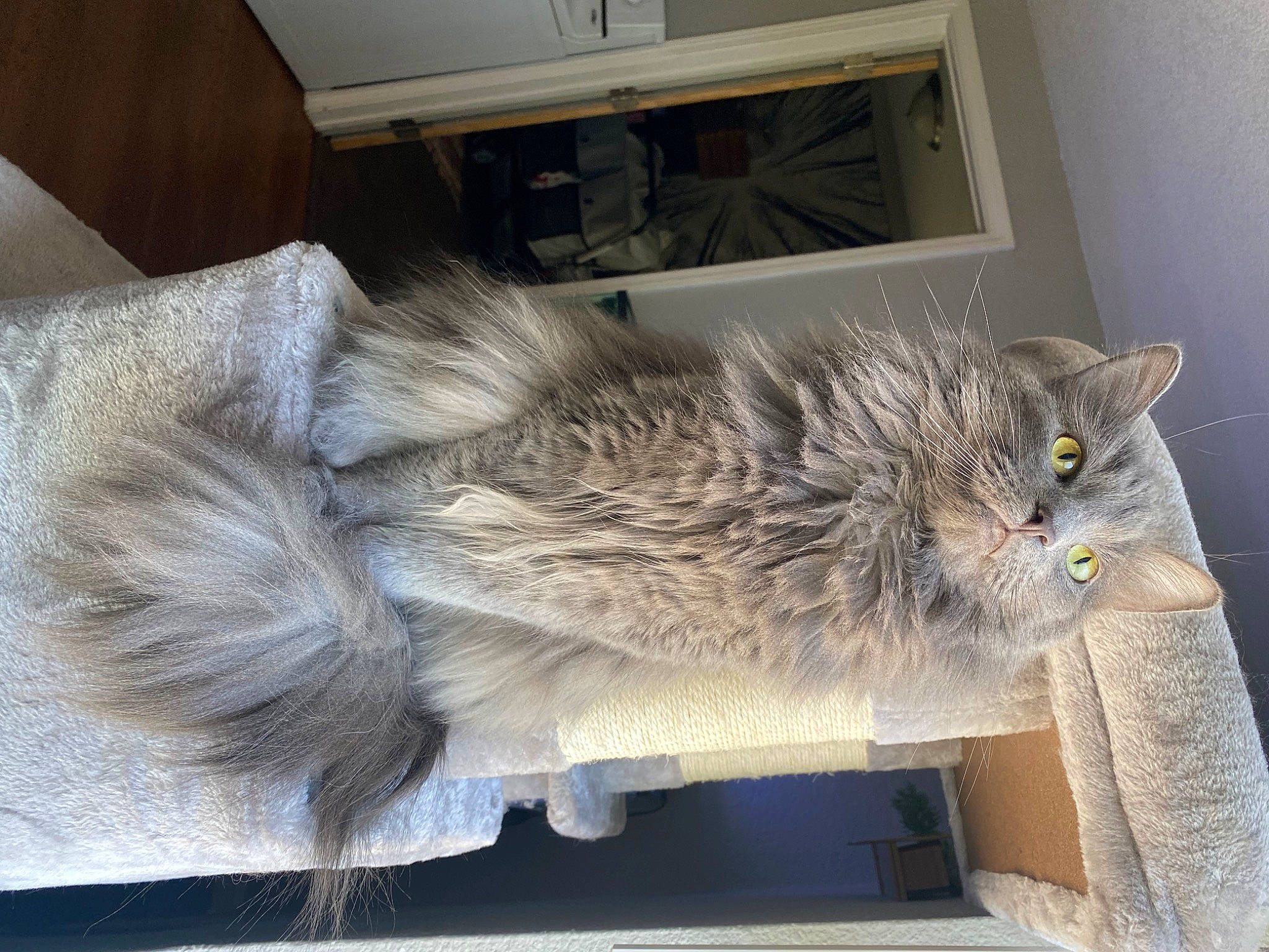 Lotti is registered to the contest to win money with this photo: box, british_longhair, cabinetry, carnivore, cat, chair, claw, comfort, domestic_short_haired_cat, fawn, felidae, flooring, fur, grey, kitchen_appliance, small_to_medium_sized_cats, snout, tail, whiskers