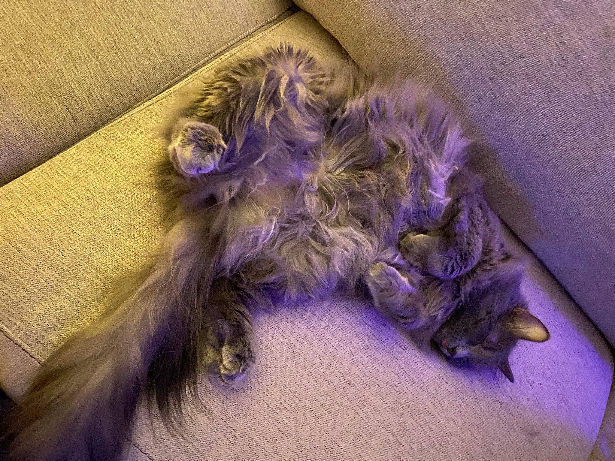 Lotti is registered to the contest to win money with this photo: comfort, companion_dog, dog_breed, electric_blue, fashion_accessory, felidae, flooring, fur, liver, magenta, pattern, paw, purple, tail, thread, violet