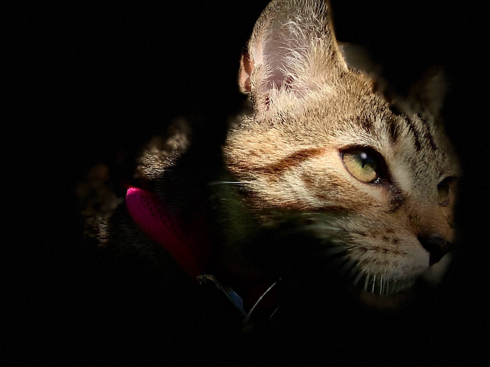 Inca is registered to the contest to win money with this photo: carnivore, cat, darkness, domestic_short_haired_cat, felidae, fur, grass, macro_photography, paw, small_to_medium_sized_cats, snout, tail, terrestrial_animal, whiskers, wildlife, window