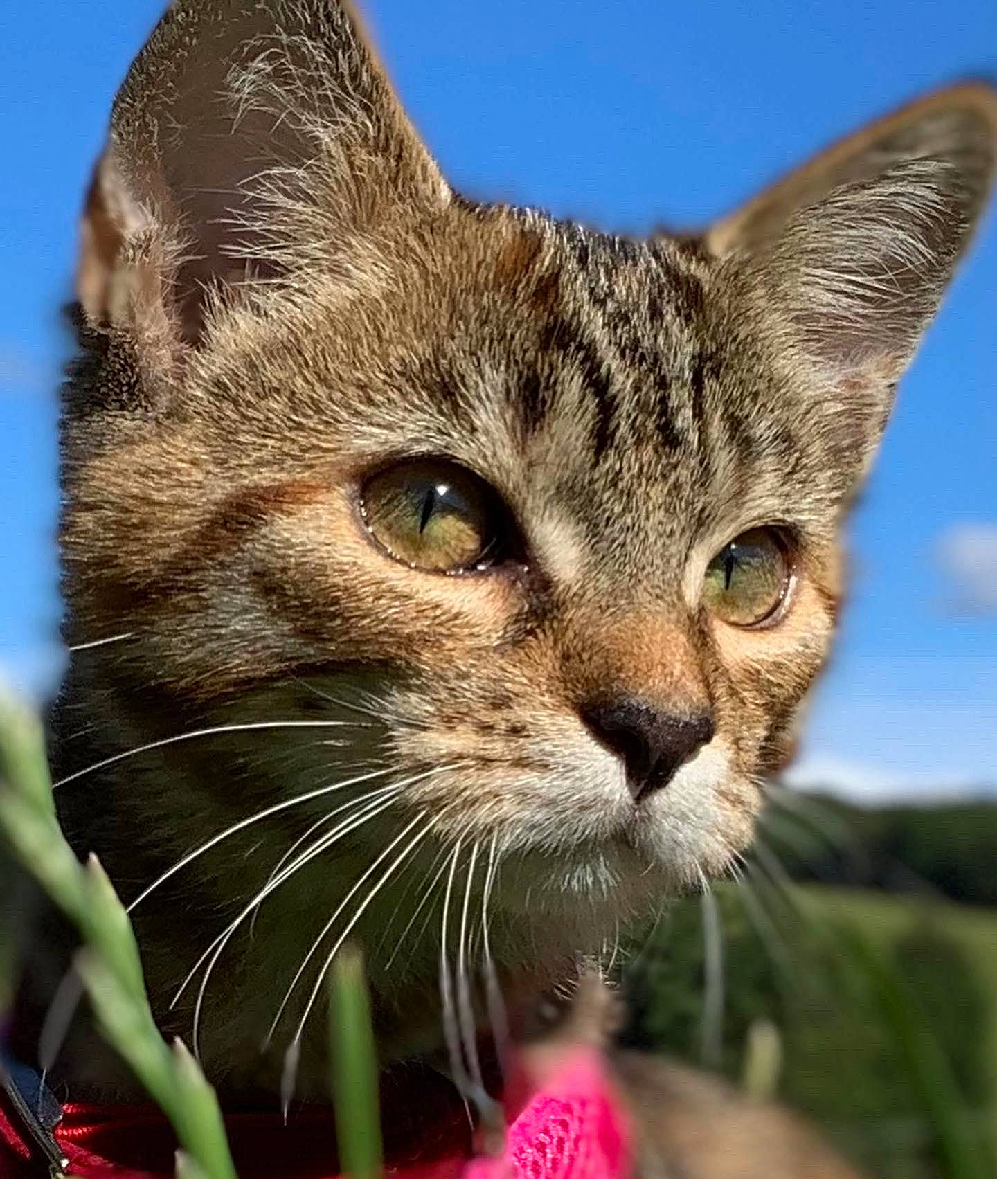 Inca joined the competition — help win amazing prizes! carnivore, cat, close_up, domestic_short_haired_cat, eye, fawn, felidae, fur, grass, hair, plant, sky, small_to_medium_sized_cats, snout, terrestrial_animal, tree, whiskers, wildlife, window