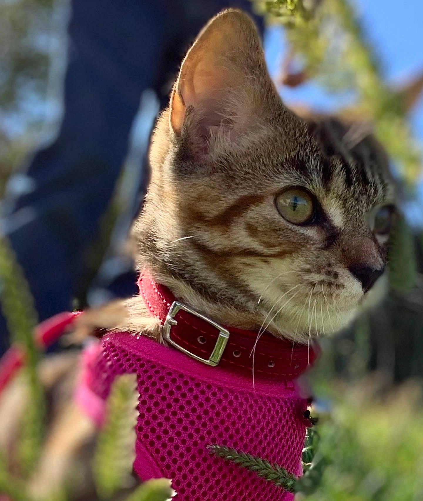 Inca is registered to the contest to win money with this photo: carnivore, cat, collar, dog_collar, domestic_short_haired_cat, fashion_accessory, fawn, felidae, fur, grass, jewellery, magenta, pet_supply, plant, small_to_medium_sized_cats, snout, tail, tree, whiskers, window