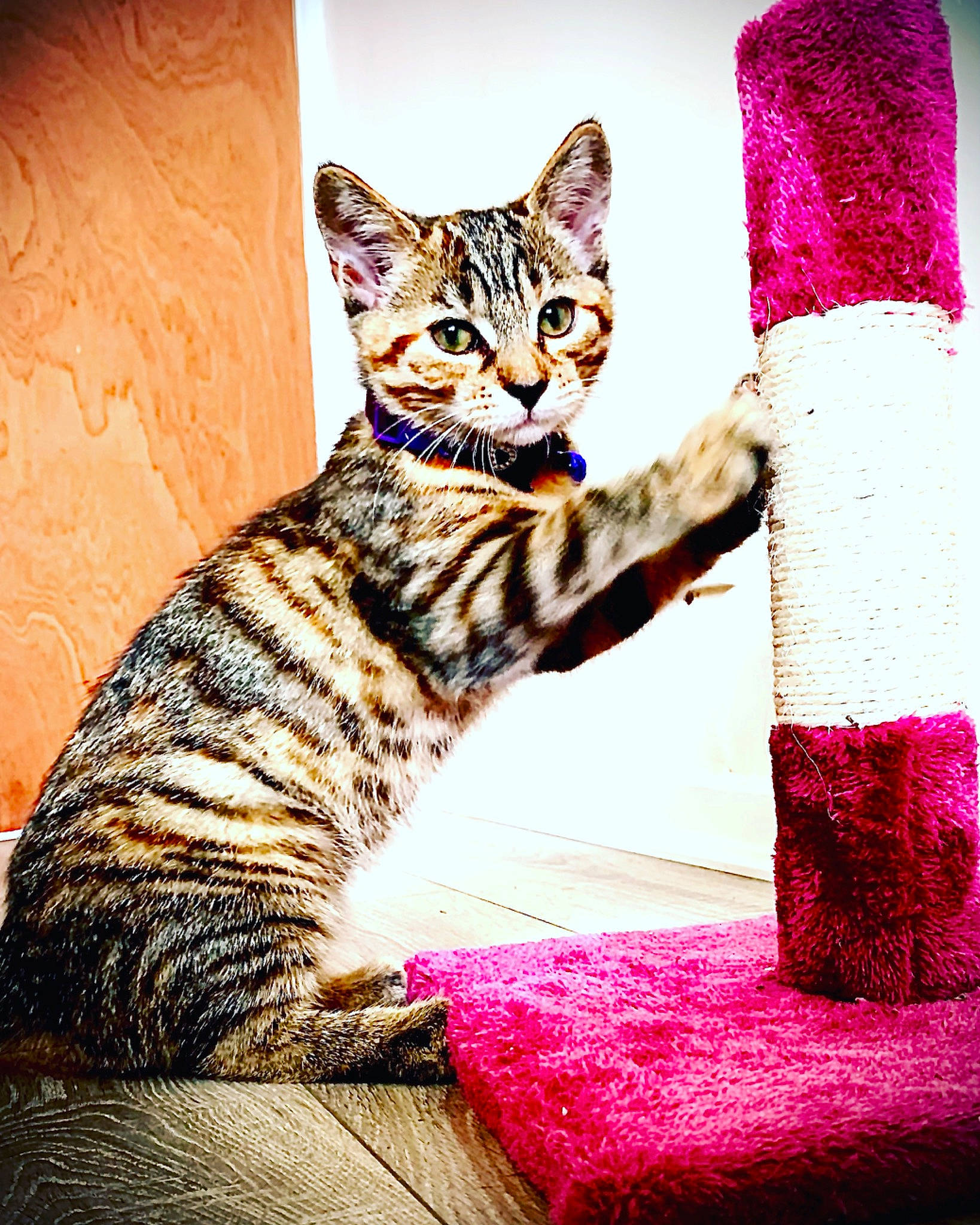 Inca is registered to the contest to win money with this photo: art, carmine, carnivore, cat, cone, domestic_short_haired_cat, felidae, fur, illustration, linens, magenta, pillow, rectangle, small_to_medium_sized_cats, snout, tail, terrestrial_animal, textile, whiskers, wildlife