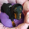 Jazzy participe au concours pour gagner de l'argent avec cette photo : dog, puppy, black_hoodie, winking, cozy, bed, pink_bed, purple_cushion, pet, animal, cute, closeup, fur, small_dog, relaxed, indoors, comfort, canine, resting, snug