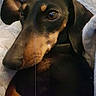 Jazzy participe au concours pour gagner de l'argent avec cette photo : dog, dachshund, close_up, pet, animal, brown, black, ears, face, eyes, blanket, cozy, indoor, portrait, cute, fur, snout, resting, soft_light, warm