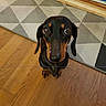 dog, dachshund, pet, indoor, wooden_floor, rug, geometric_pattern, brown, black, animal, cute, looking_up, floor, ears, eyes, small_dog, companion, domestic, fur, canine