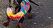 Jazzy participe au concours pour gagner de l'argent avec cette photo : dog, puppy, dachshund, running, colorful_sweater, black, tan, outdoor, asphalt, playful, small_dog, pet, animal, cute, young_dog, active, canine, fur, ears, tail