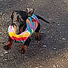 dog, puppy, dachshund, running, colorful_sweater, black, tan, outdoor, asphalt, playful, small_dog, pet, animal, cute, young_dog, active, canine, fur, ears, tail