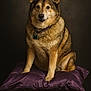 animal, black, brown, classic, collar, cushion, dog, ears, eyes, fur, indoor, majestic, pedestal, pet, portrait, purple, regal, sitting, studio, tag