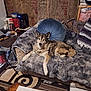 blanket, brown, canine, carpet, coffee_maker, couch, dog, domestic, fur, furniture, gray, household, indoor, insulation, living_room, pet, pillow, relaxed, resting, table