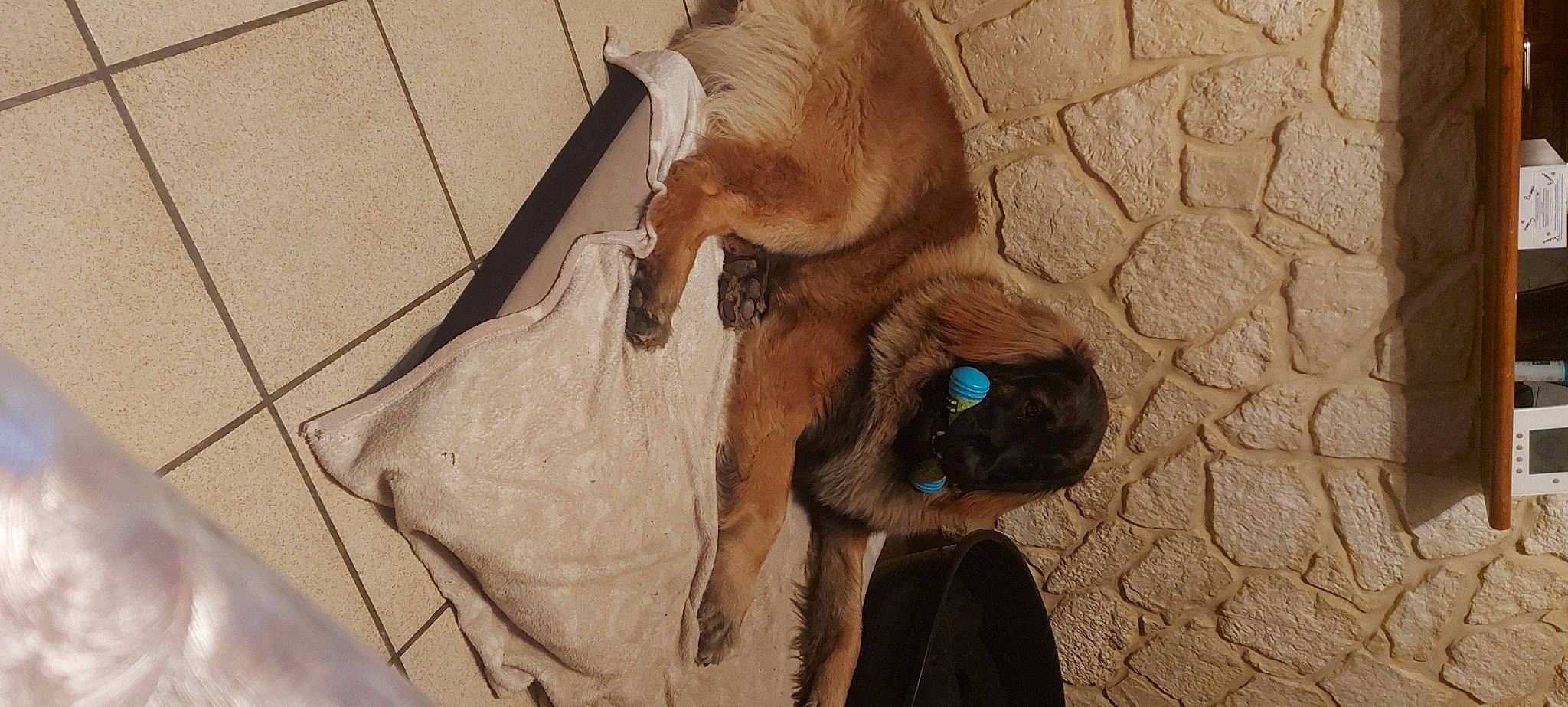 Tonnerre a rejoint le concours — aidez-le/la à gagner de superbes lots ! art, canidae, carnivore, collar, companion_dog, dog, dog_breed, dog_collar, fawn, flooring, fur, liver, pet_supply, snout, sporting_group, tail, whiskers, wood, working_animal, wrinkle