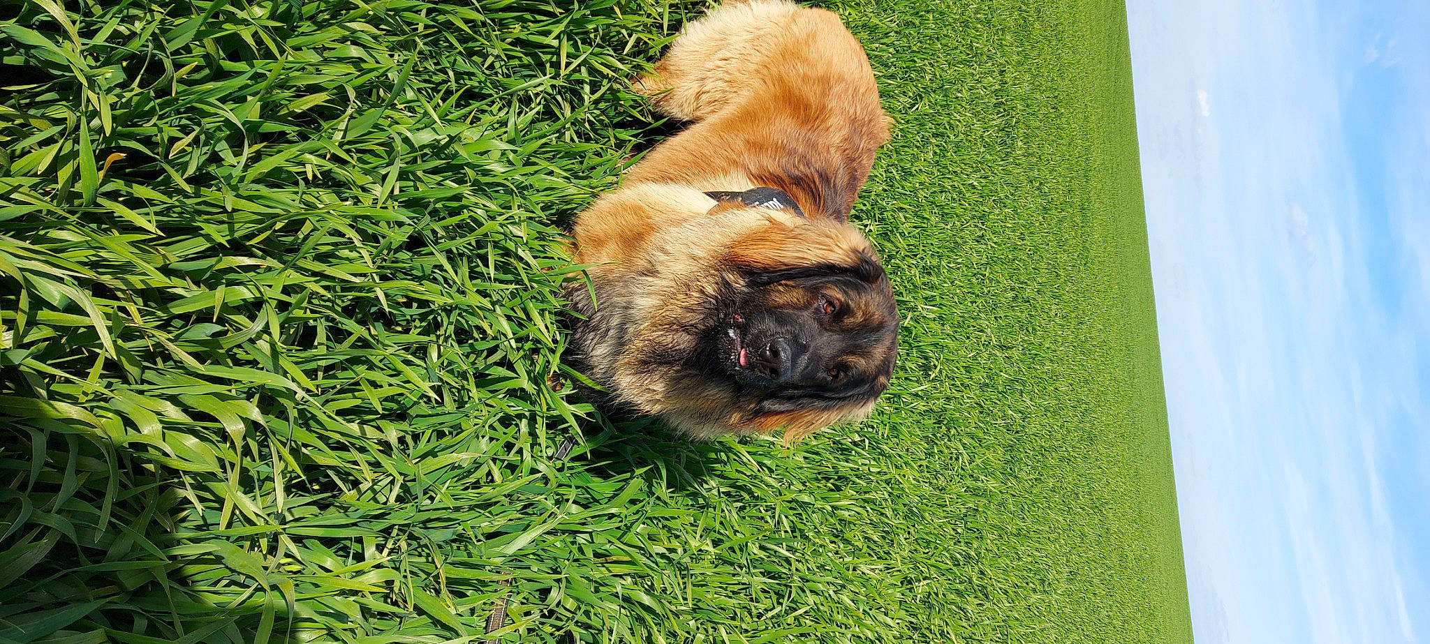 Tonnerre participe au concours pour gagner de l'argent avec cette photo : ancient_dog_breeds, canidae, carnivore, companion_dog, dog, dog_breed, fawn, fur, grass, grassland, groundcover, liver, plant, puppy, snout, sporting_group, tail, terrestrial_animal, wildlife, working_animal
