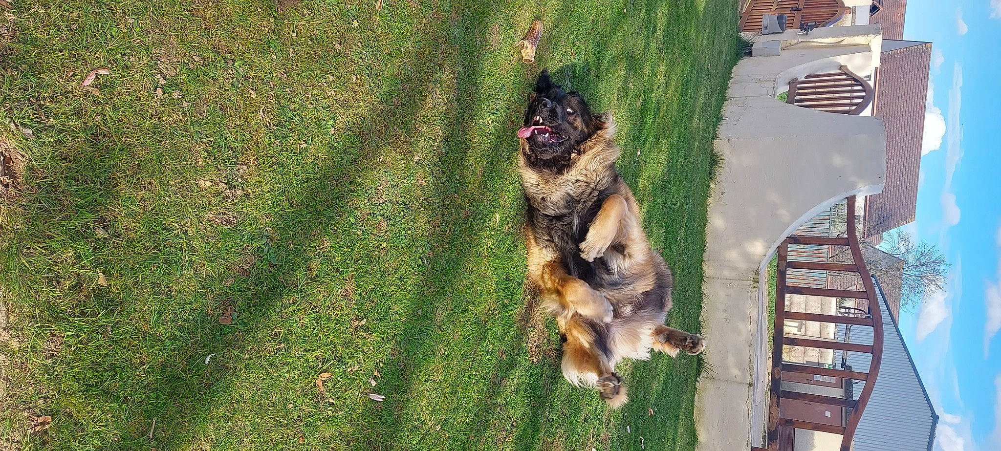 Tonnerre participe au concours pour gagner de l'argent avec cette photo : art, canidae, carnivore, companion_dog, dog, dog_breed, garden, german_shepherd_dog, grass, groundcover, guard_dog, herding_dog, king_shepherd, landscape, lawn, old_german_shepherd_dog, plant, sporting_group, tail, window