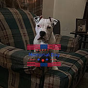Titan is registered to the contest to win money with this photo: american_flag, animal, armchair, carpet, centered_subject, curtain, dog, furniture, indoors, living_room, memorial_day, patriotic, pet, pit_bull, plaid, portrait, sitting, social_media_screenshot, text_overlay, white_dog
