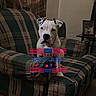 american_flag, animal, armchair, carpet, centered_subject, curtain, dog, furniture, indoors, living_room, memorial_day, patriotic, pet, pit_bull, plaid, portrait, sitting, social_media_screenshot, text_overlay, white_dog