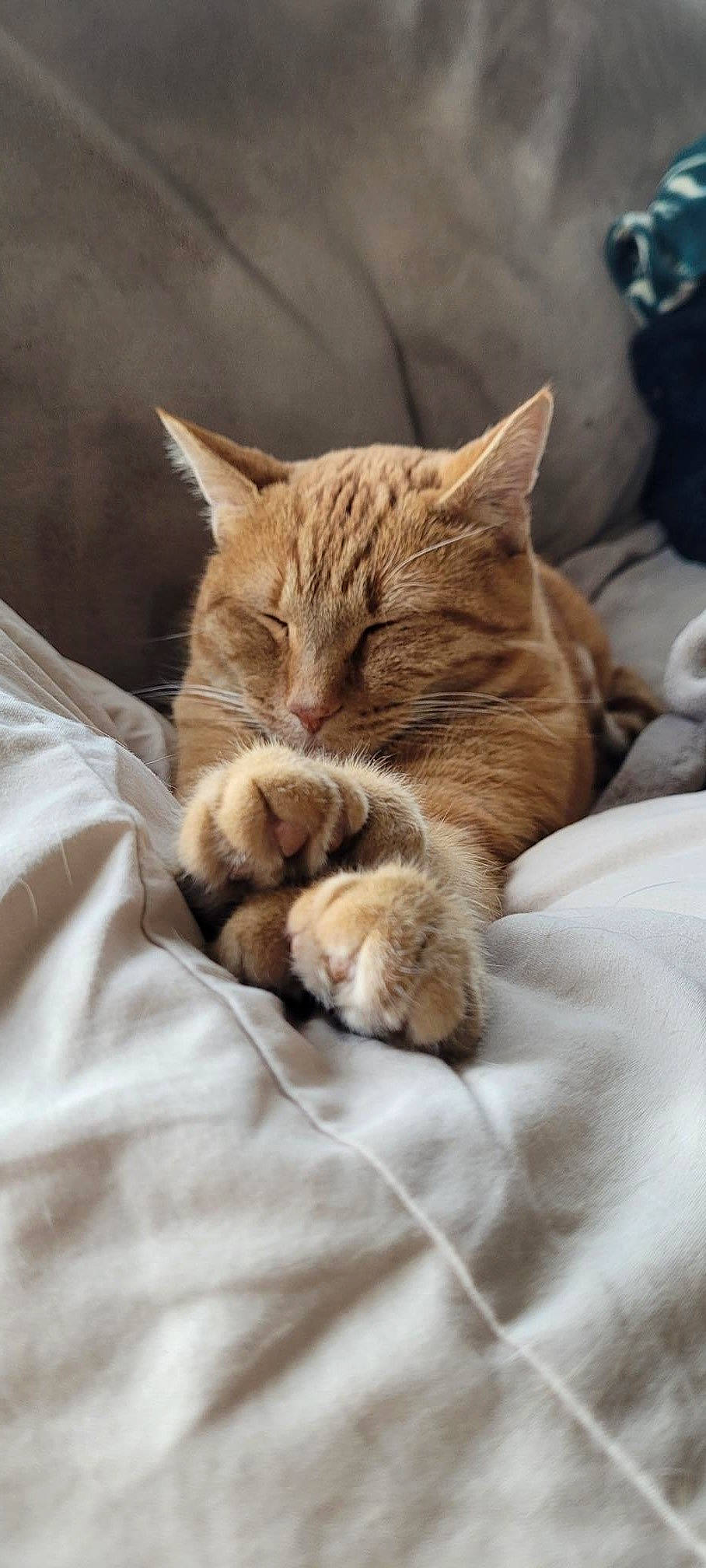 Cheeto joined the competition — help win amazing prizes! bed, bed_sheet, bedding, carnivore, cat, claw, comfort, domestic_short_haired_cat, fawn, felidae, fur, linens, paw, sitting, small_to_medium_sized_cats, snout, tail, whiskers, wildlife, wood