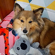 Tika a rejoint le concours — aidez-le/la à gagner de superbes lots ! animal, brown, close_up, colorful, companion, couch, cozy, cute, dog, ears, face, fluffy, fur, indoor, koala, pet, plush_toy, relaxed, soft, white