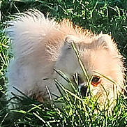 Winnie participe au concours pour gagner de l'argent avec cette photo : dog, fluffy, grass, outdoor, nature, pet, canine, animal, greenery, sunlight, fur, closeup, cute, small_dog, garden, playful, daylight, muzzle, hidden, adorable