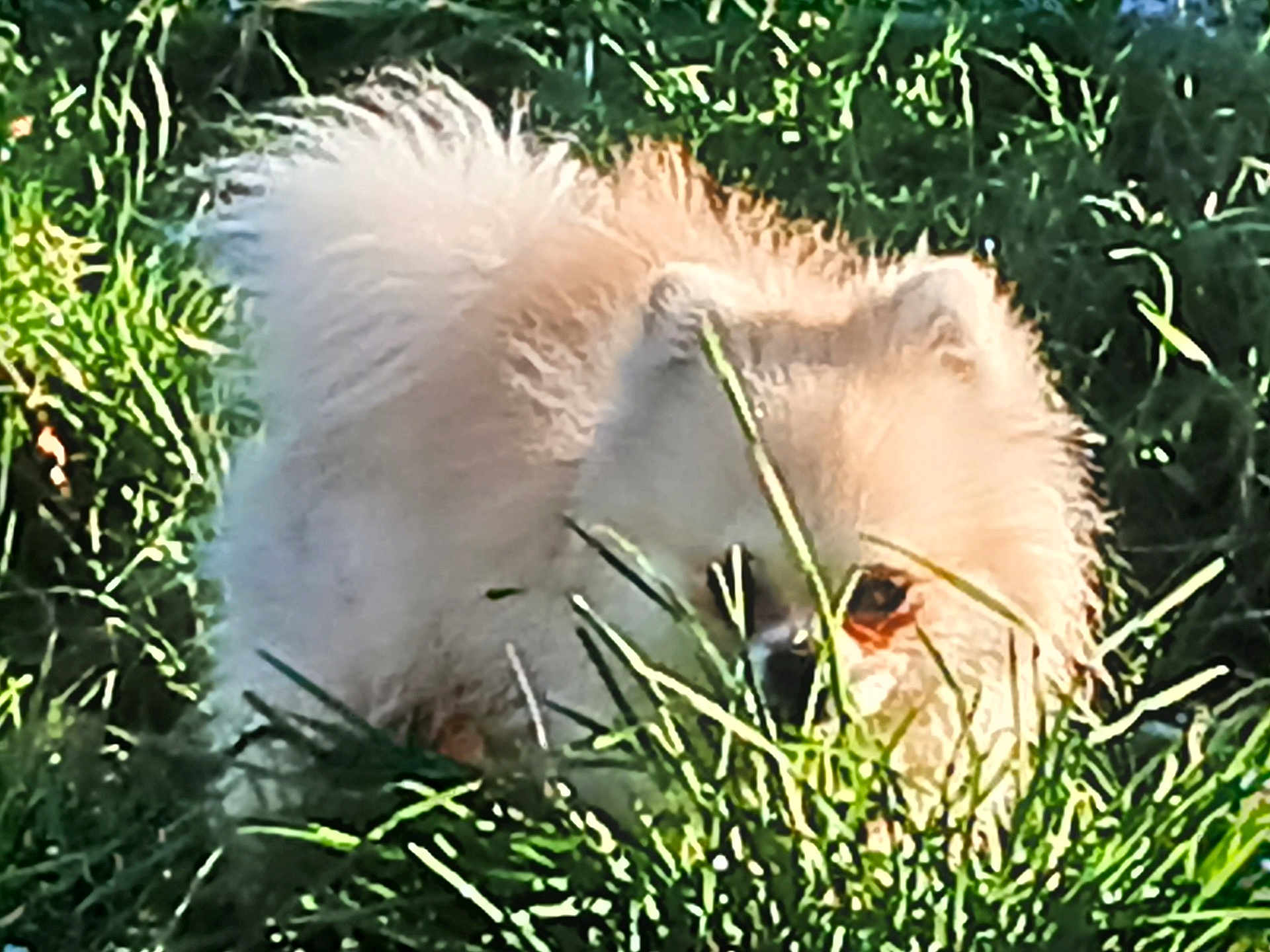 Winnie participe au concours pour gagner de l'argent avec cette photo : dog, fluffy, grass, outdoor, nature, pet, canine, animal, greenery, sunlight, fur, closeup, cute, small_dog, garden, playful, daylight, muzzle, hidden, adorable