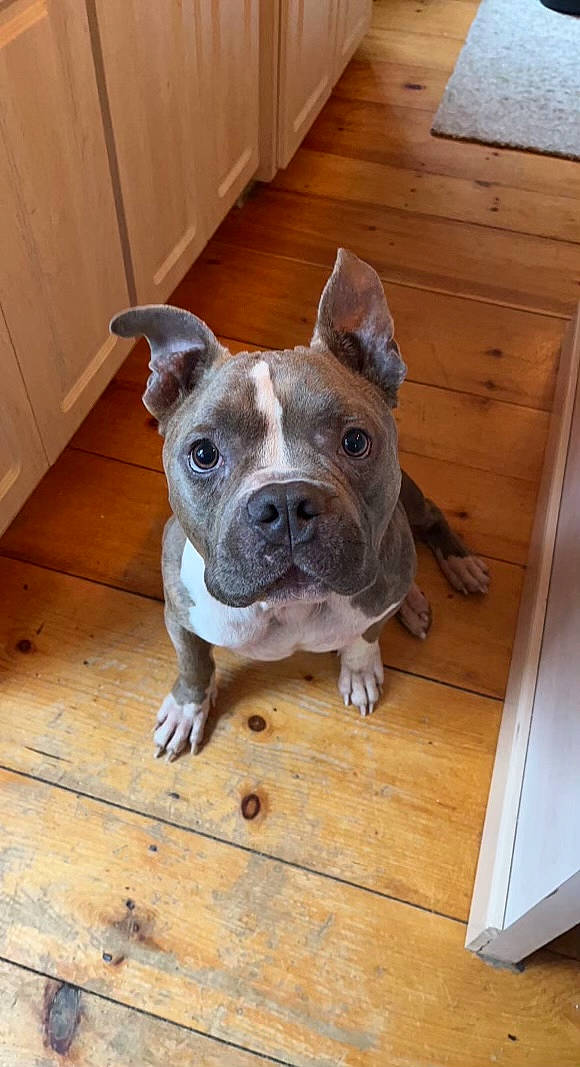 Ares joined the competition — help win amazing prizes! bulldog, carnivore, companion_dog, dog, dog_breed, ear, fawn, flooring, hardwood, molosser, non_sporting_group, snout, sporting_group, terrestrial_animal, whiskers, wood, wood_stain, working_animal, working_dog, wrinkle