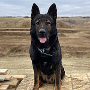 Diablo joined the competition — help win amazing prizes! dog, german_shepherd, animal, pet, outdoor, sitting, wooden_platform, ears_up, tongue_out, brown, black, fur, collar, nature, field, cloudy_sky, canine, alert, portrait, alone