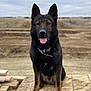 dog, german_shepherd, animal, pet, outdoor, sitting, wooden_platform, ears_up, tongue_out, brown, black, fur, collar, nature, field, cloudy_sky, canine, alert, portrait, alone